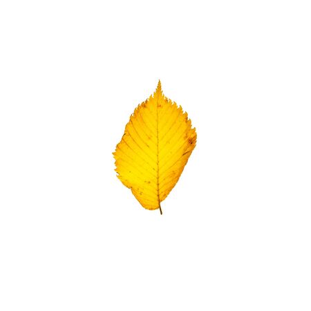Yellow leaf isolated on white background. Bright flower top view. Autumn flora. Plant on color table conceptの写真素材