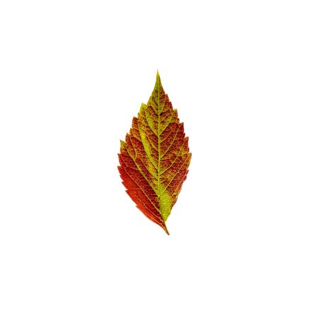 Yellow red green leaf isolated on white background. Bright flower top view. Autumn flora. Plant on...