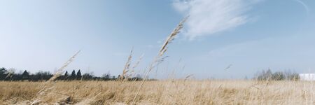 Yellow field nature background with copyspace. Climate change banner concept. Stock photo.