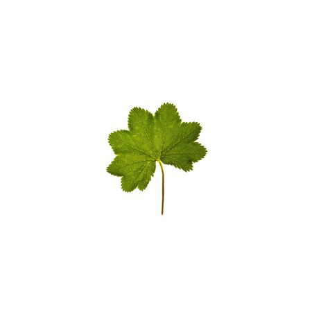 Green leaf isolated on white background. Bright flower top view. Spring, summer, autumn flora. Plant on color table conceptの写真素材