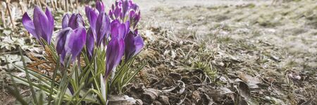 First purple spring flowers on ground. Nature background with copyspace. Nobody concept. Stock photo.の写真素材