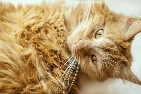 Beautiful portrait of red cat with yellow eyes. Closeup animal. Domestic pet lying on table. Background with kitty. Stock photo.の写真素材