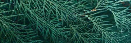 Christmas and New Year simple background with fir branches with copy space.