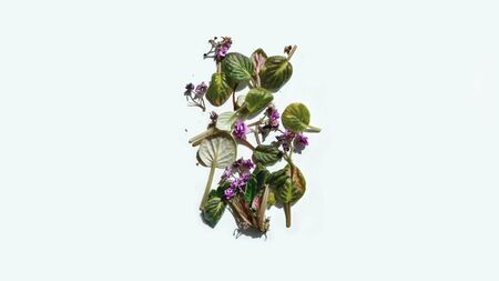 Rotten withered violet flowers with shadow on white background. Green plant on windowsill in winter and autumn season. Nature banner background with copyspace. Stock photo.の写真素材