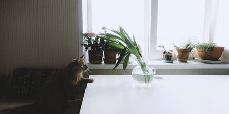 Red cat with yellow eyes sitting on chair and looking on green plants. Pink tulips in vase on white table. Home lifestyle. Flowers on windowsill. Domestic animal. Stock photo.の写真素材