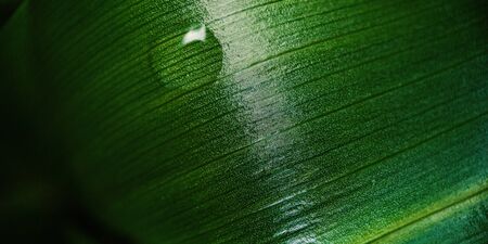 Macro green blurred leaf with drop of dew. Nature minimalistic banner background with copyspace....