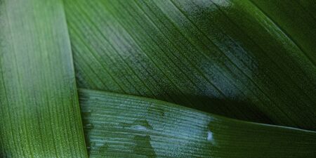 Macro green blurred leaf with drop of dew. Nature minimalistic banner background with copyspace....