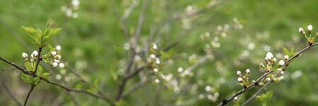 Blooming cherry tree on green grass background. Beautiful nature landscape. Sakura plant. Stock photoの写真素材