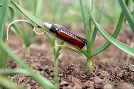 Natural cosmetic oil bottle on macro green plant. Balancing composition from figures. Natural, beauty body health cosmetic products.の写真素材