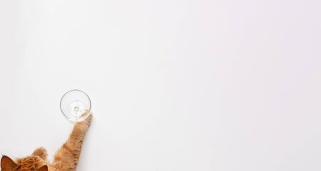 Red cat paws on wineglass on white background. Food, drink, education ,alcoholism pet concept. Banner with copy space. Stock photoの写真素材