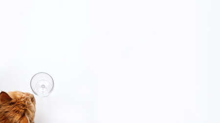 Red cat paws on diary on gray background. Business, education, school pet concept. Banner with copy space. Stock photoの写真素材