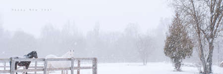 Thoroughbred horses on farm side viewの写真素材