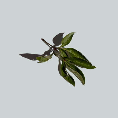 Green leaf isolated on white backgroundの写真素材