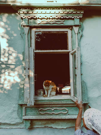 Cute ginger cat and womans handの写真素材