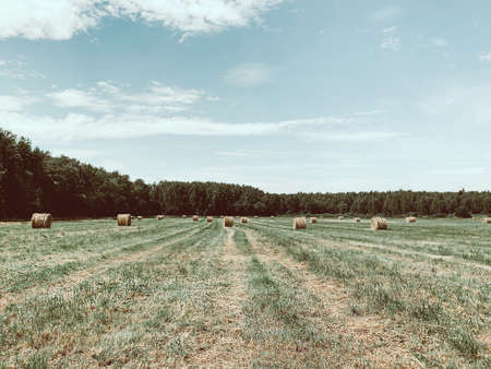 Summer countryside landscape