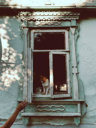 Cute ginger cat and womans handの写真素材