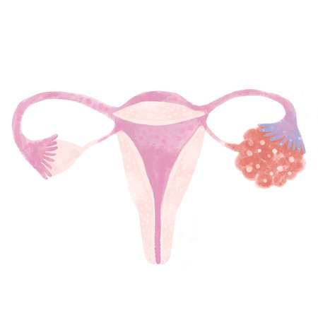 Female reproductive system. Isolated illustration on a white background.の写真素材
