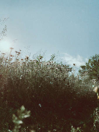 Summer countryside landscape. Banner of sunny day in fresh airの写真素材