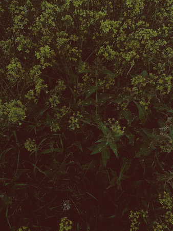 Summer countryside landscape. Banner of sunny day in fresh airの写真素材