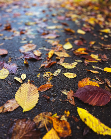 Autumn yellow, orange, red leaves on wet pavement.の写真素材
