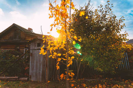 Golden autumn in the garden.の写真素材