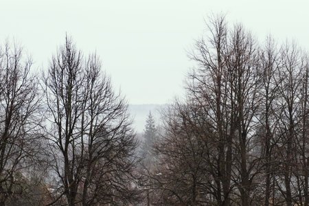 White fog among the trees. Misty landscape.の写真素材