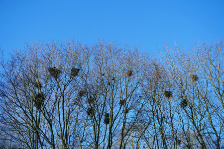 Rooks nesting in spring. Early spring landscape.の写真素材