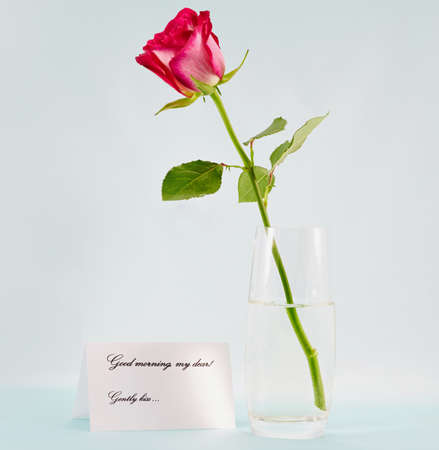 one roseの写真素材