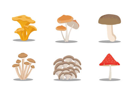 Wild collection of assorted edible mushrooms and toadstools in cartoon styleのイラスト素材