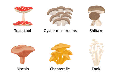 Edible mushrooms set. Vector illustration of different types of mushrooms. Toadstool, oyster mushrooms, shlitake,niscalo, chanterelle, enoki.のイラスト素材