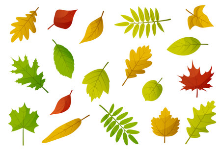 Autumn leaves set. Yellow foliage leaf collection. Autumn design element. Vector illustration EPS10のイラスト素材