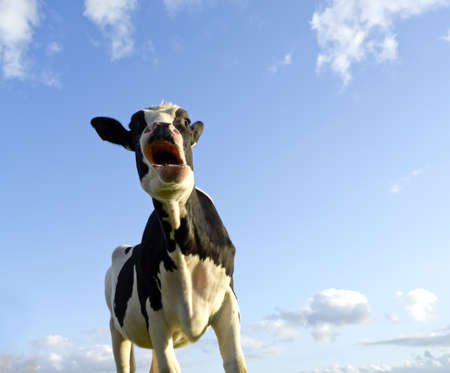 astonished looking cow with a bleu sky backgroundの写真素材