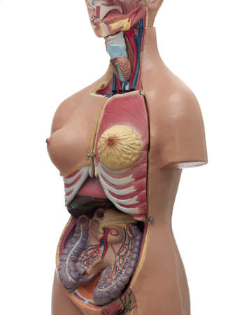 medical study model of human body