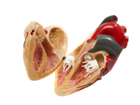 plastic study model of a heart 