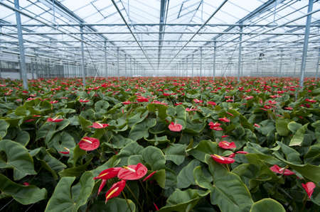 anthurium nursery in hollandの写真素材