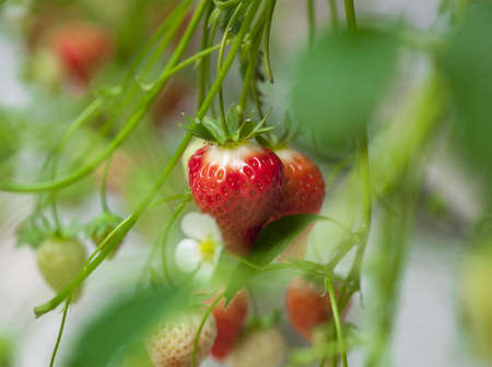 strawberrys in a greenhouseの写真素材