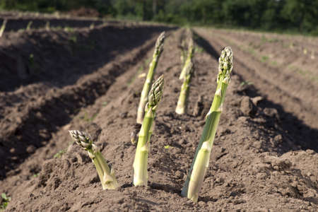 growing aparagusの写真素材