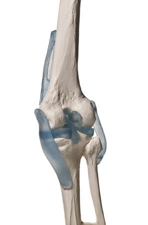anatomic study tool of an human knee 