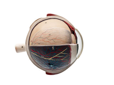 anatomic study tool of an human eyeの写真素材