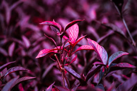 red leaves with another leaves backgroundの写真素材