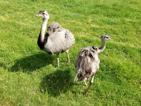 Two vogelstrau