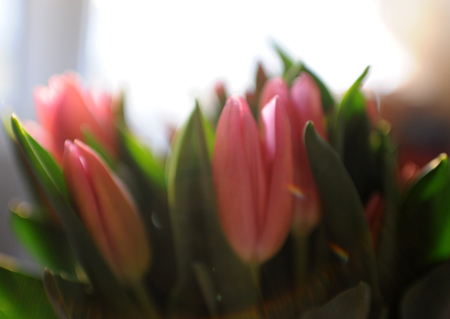 bouquet of tulips in the grooveの写真素材