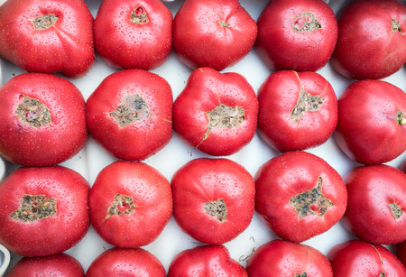 red tomatoes on the counter of the storeの写真素材