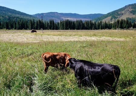 Two cows in a meadow in the Republic of Altaiの写真素材