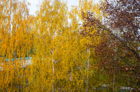Autumn landscape. Yellow leaves on tree branchesの写真素材