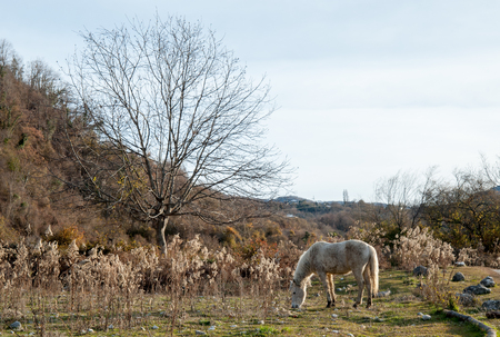 Horses graze in a meadow in the Republic of Abkhaziaの写真素材