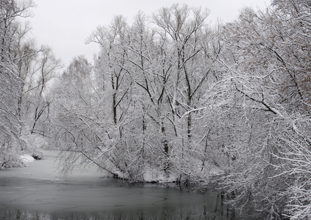 Winter landscape. Snow-covered trees in the park Kuzminki in Moscow.の写真素材