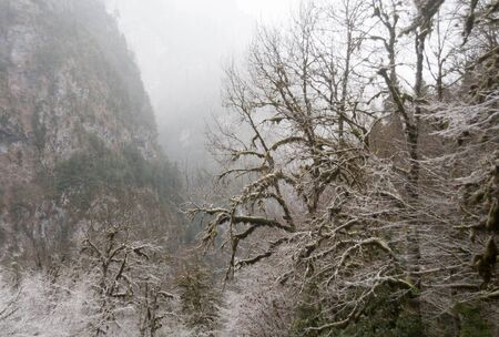 Trees covered with hoarfrost, in a mountain gorge in Abkhaziaの写真素材