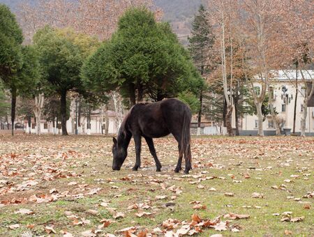 Horses graze in a meadow in the Republic of Abkhaziaの写真素材