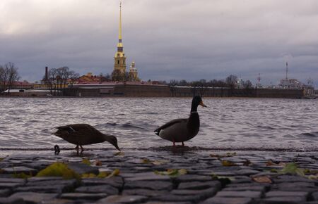 Ducks on a stone block on the background of Peter and Paul Fortress in St. Petersburg.のeditorial素材